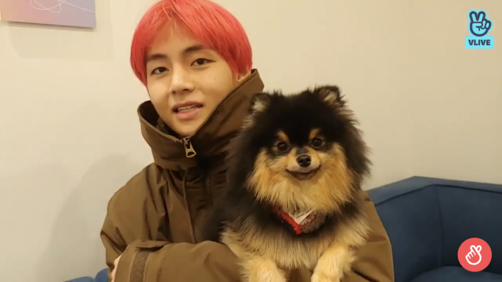 BTS V's dog 'Yeontan' trends worldwide | allkpop