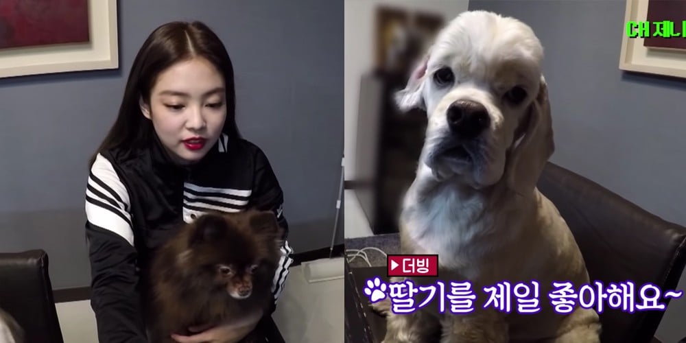 Black Pink Jennie S Pet Dog Garners Attention Following Her Dating Rumors For Also Being Named Kai Allkpop