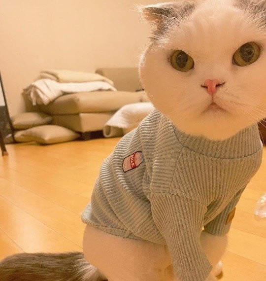 Ahn Jae Hyun shares new pictures of his cat 