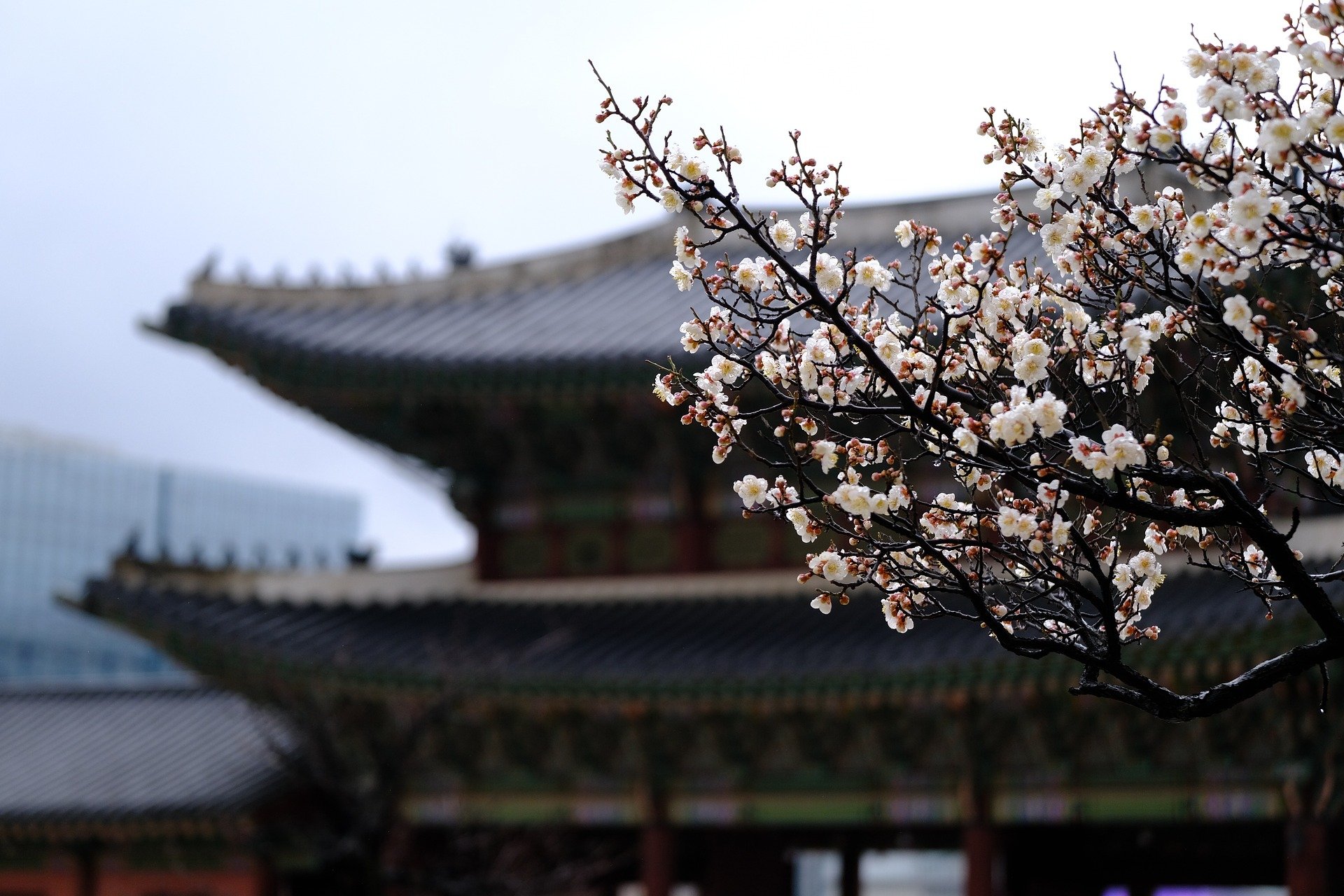 Discover the Magic of Spring in Korea: 7 Scenic Locations You Can't 