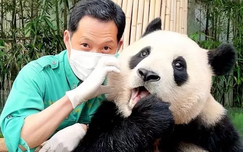 Chinese Netizens Want Korea's First Natural Born Panda, Fu Bao, to Stay ...