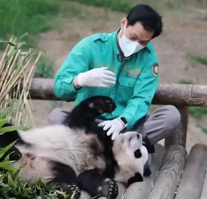 Chinese Netizens Want Korea's First Natural Born Panda, Fu Bao, to Stay ...