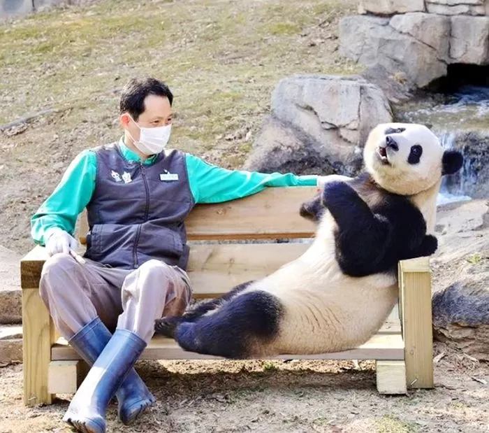 Панда фу бао. Фу Бао Панда. Everland Korea Panda World.